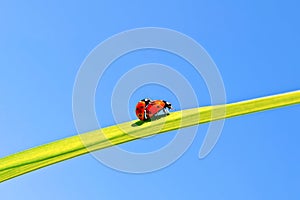 Ladybugs on background of blue sky