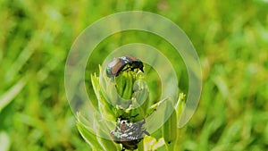 Ladybugs beetles mate on a flower stem