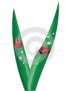 ladybugs on blades of grass photo