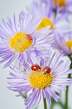 Ladybugs on camomile