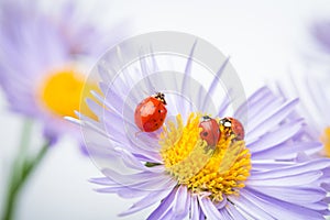 Ladybugs on camomile