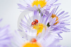 Ladybugs on camomile
