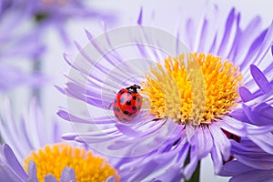 Ladybugs on camomile