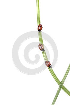 Ladybugs Climbing a Stem