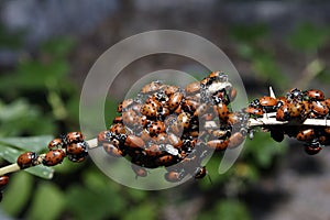 Ladybugs close-up