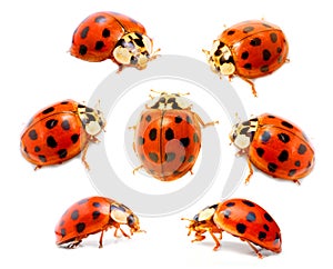 Ladybugs (Coccinella septempunctata) photo