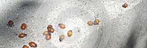 Ladybugs Coccinellidae on a Curb 2