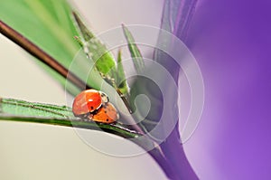 Ladybugs (Coccinellidae) mating