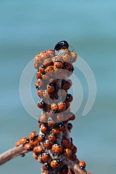 Ladybugs Coccinellidae summer migration