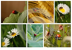 Ladybugs Collage