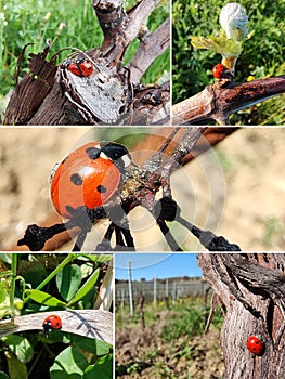 Ladybugs in the countryside collage