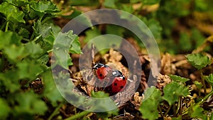 Ladybugs couple walking around sticking together in spring