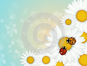 Ladybugs on daisies