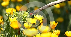 Ladybugs on a daisy flower