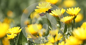 Ladybugs on a daisy flower