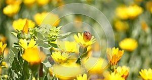Ladybugs on a daisy flower