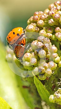 Ladybugs on a diseased leaf