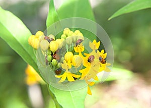 Ladybugs eating aphids on milkweed flowers