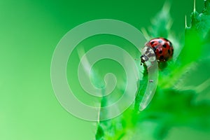Ladybugs eating on a leaf, Macro photo, Coccinellidae, Arthropoda, Coleoptera, Cucujiformia, Polyphaga photo