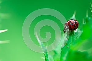 Ladybugs eating on a leaf, Macro photo, Coccinellidae, Arthropoda, Coleoptera, Cucujiformia, Polyphaga photo