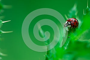 Ladybugs eating on a leaf, Macro photo, Coccinellidae, Arthropoda, Coleoptera, Cucujiformia, Polyphaga photo