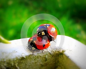 Ladybugs enjoy springtime