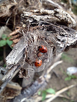 Ladybugs family