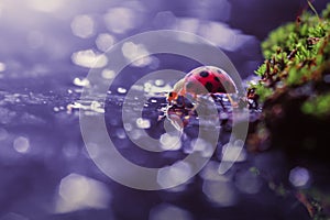Ladybugs on flowers with colored backgrounds