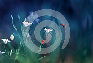 Ladybugs fly and crawl on a fabulous spring meadow with white little flowers