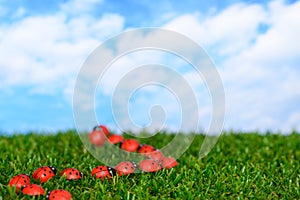 Ladybugs on green field