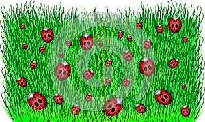 Ladybugs in Green Grass