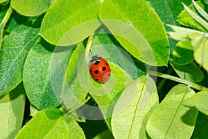 Ladybugs on the green leaf