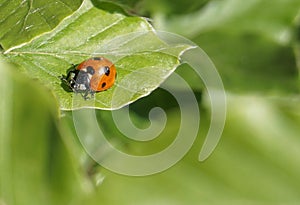 Ladybugs on green leaf, close-up