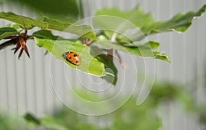 Ladybugs on green leaf, close-up