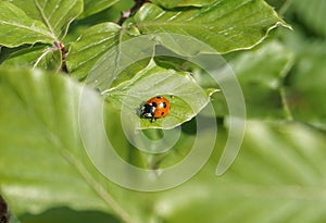 Ladybugs on green leaf, close-up
