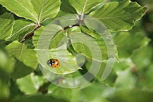 Ladybugs on green leaf, close-up
