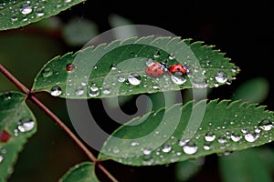 Ladybugs on a green leaf with dew drops in the morning