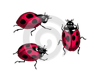 Ladybugs hand drawn set of 3