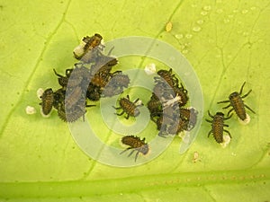 Ladybugs. Hatching of larvae from eggs