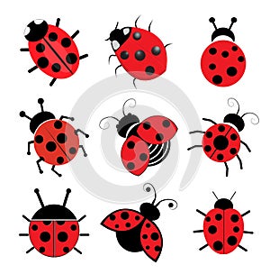 Ladybugs illustration on white background