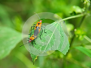 ladybugs insect on green leaf