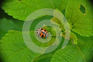 Ladybugs, insects, natural