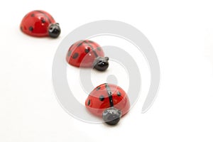 Ladybugs isolated on white