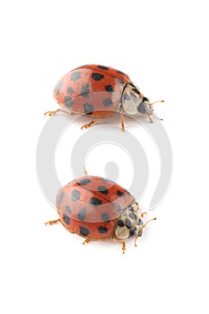 Ladybugs isolated on white