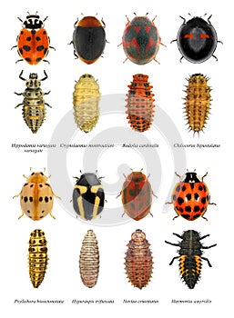 Ladybugs, ladybird beetles