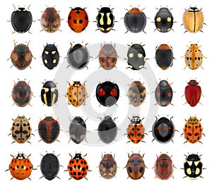 Ladybugs, ladybird beetles