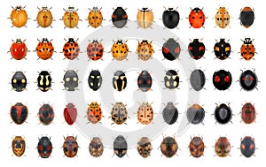 Ladybugs (ladybird beetles) (Coleoptera: Coccinellidae). Adult beetles photo