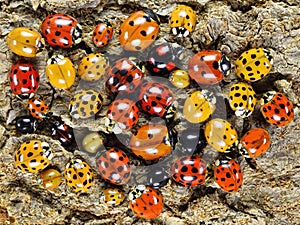 Ladybugs ladybirds Coleoptera: Coccinellidae. Adults. Color biodiversity