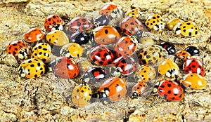 Ladybugs ladybirds Coleoptera: Coccinellidae. Adults. Color biodiversity