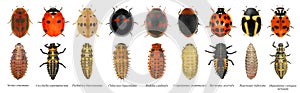 Ladybugs ladybirds. Development stages